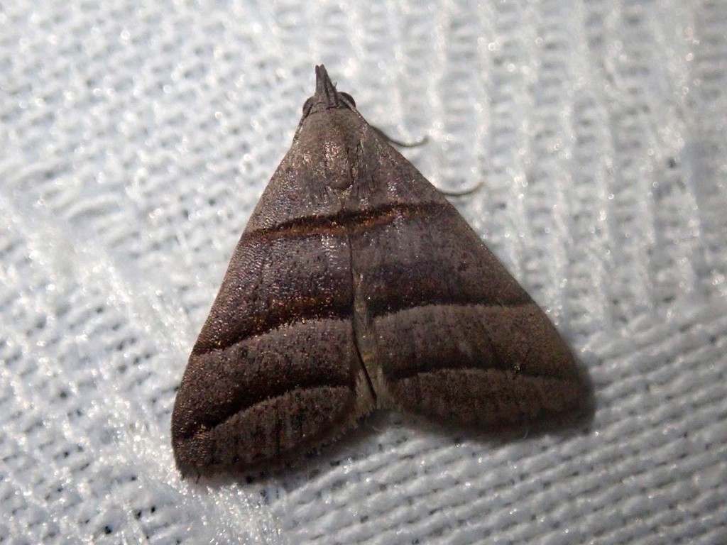 Polypogon nothusalis