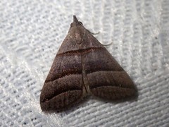 Polypogon nothusalis