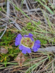 Blepharis procumbens