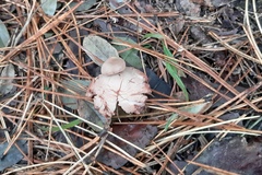 Geastrum rufescens