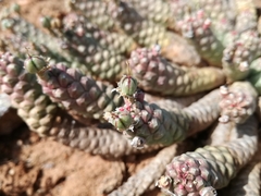 Euphorbia inermis