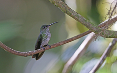 Taphrospilus hypostictus