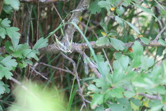 Chalcolestes viridis