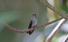 Taphrospilus hypostictus