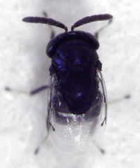 Scutellista caerulea