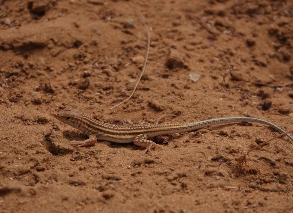 Indian Fringe-Fingered Lizard