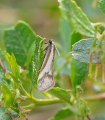 Philobota ellenella