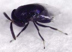 Scutellista caerulea
