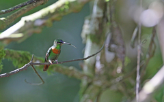 Heliodoxa aurescens