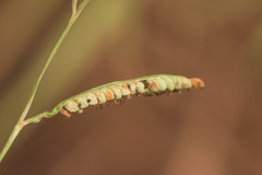 Paspalum scrobiculatum