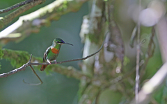Heliodoxa aurescens