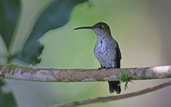 Taphrospilus hypostictus