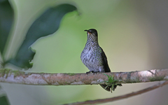 Taphrospilus hypostictus