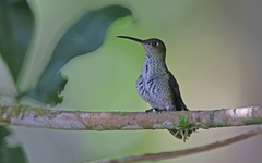 Taphrospilus hypostictus