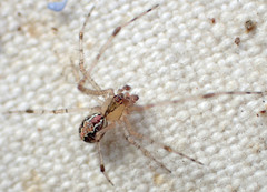 Theridion punctipes