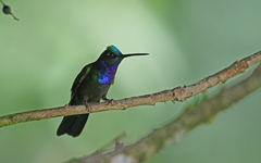 Campylopterus villaviscensio