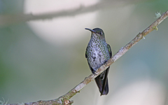 Taphrospilus hypostictus