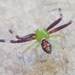 Dark Legged Synema Crab Spider - Photo (c) Dan Lee, some rights reserved (CC BY-NC), uploaded by Dan Lee