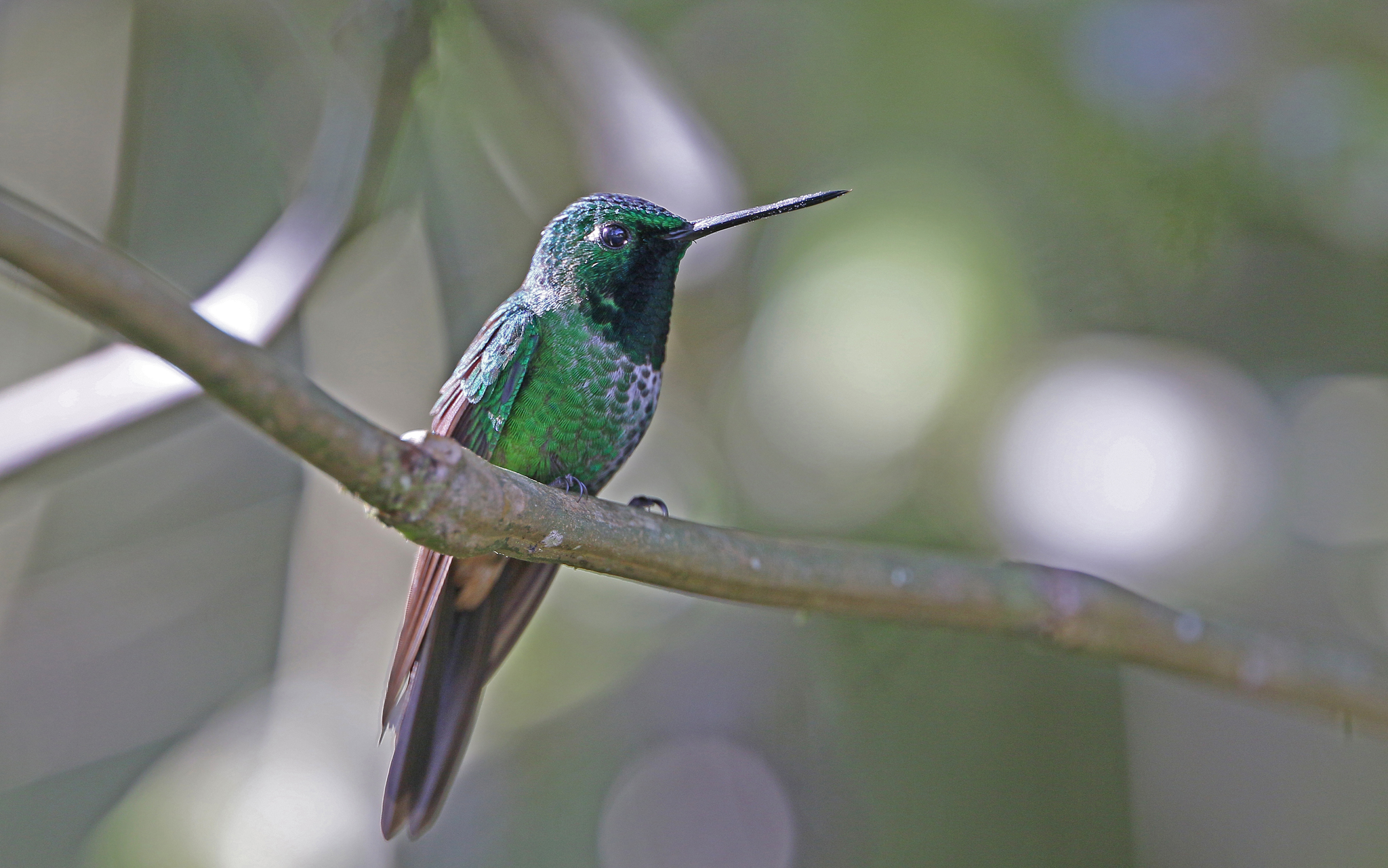 Rufous-vented Whitetip (Urosticte ruficrissa), photo 5