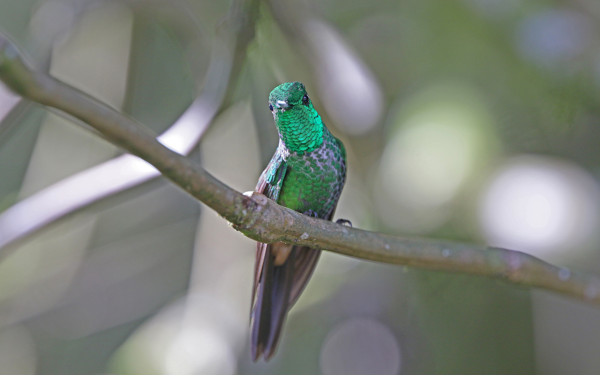 Rufous-vented Whitetip (Urosticte ruficrissa), photo 6