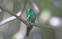 Urosticte ruficrissa