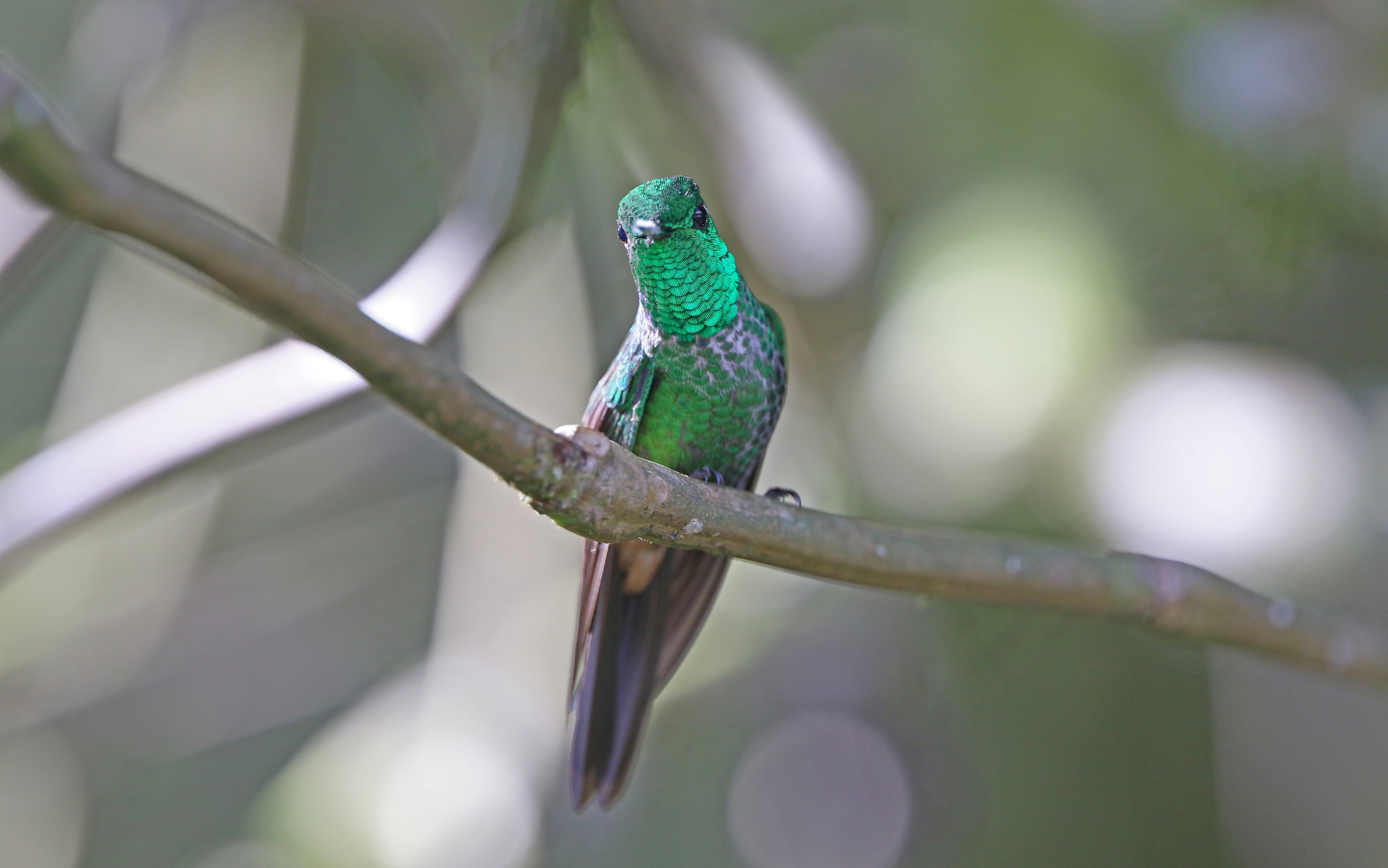 Rufous-vented Whitetip (Urosticte ruficrissa), photo 7
