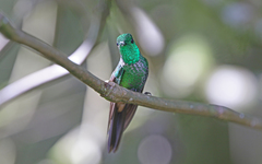 Urosticte ruficrissa