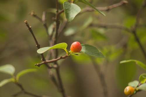Wikstroemia oahuensis