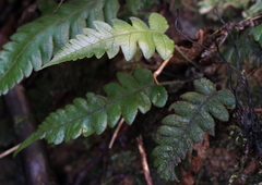 Stegnogramma dictyoclinoides