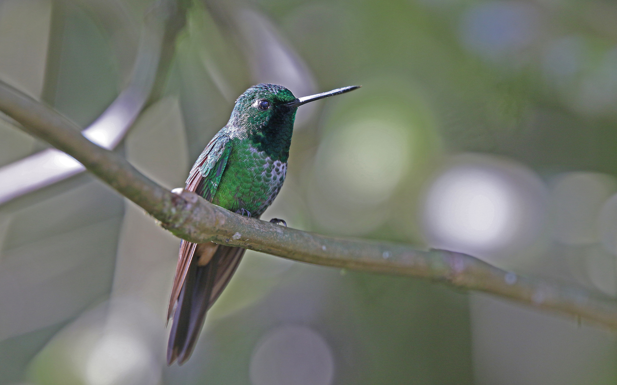 Rufous-vented Whitetip (Urosticte ruficrissa), photo 9