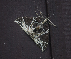 Ecliptopera rectilinea