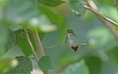 Taphrospilus hypostictus