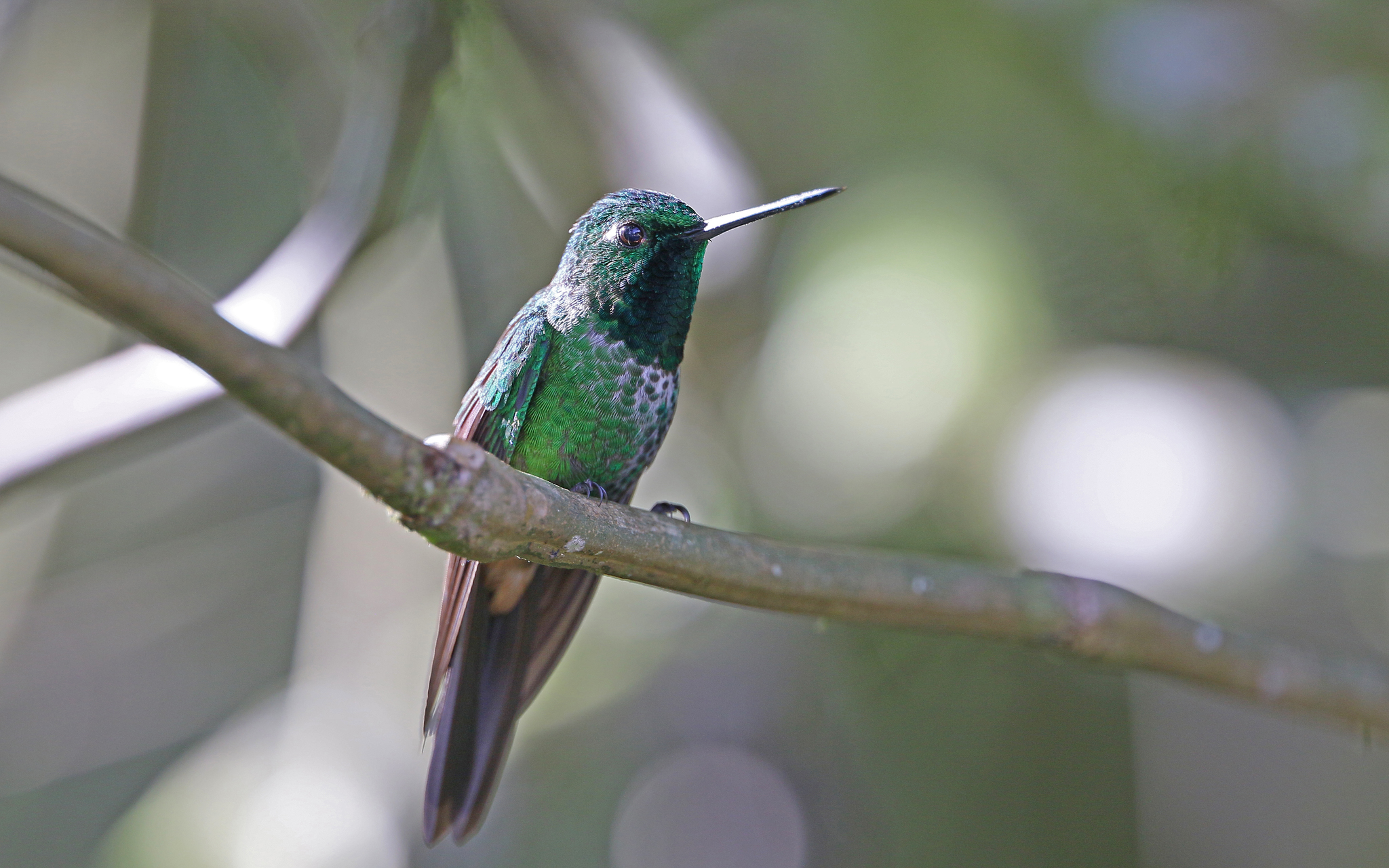 Rufous-vented Whitetip (Urosticte ruficrissa), photo 8