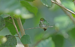 Taphrospilus hypostictus