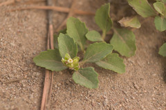 Acanthospermum australe