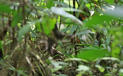 Picumnus rufiventris