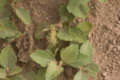 Acanthospermum australe