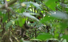 Picumnus rufiventris