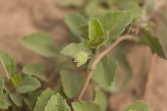 Acanthospermum australe