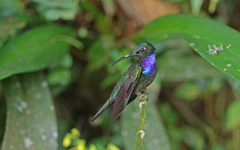 Campylopterus villaviscensio