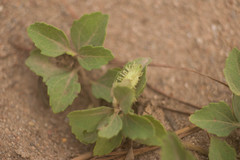 Acanthospermum australe