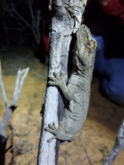 Strophurus intermedius