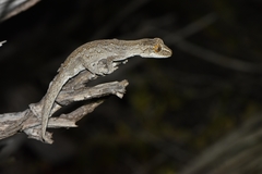 Strophurus intermedius