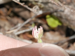 Caladenia minor