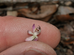 Caladenia minor