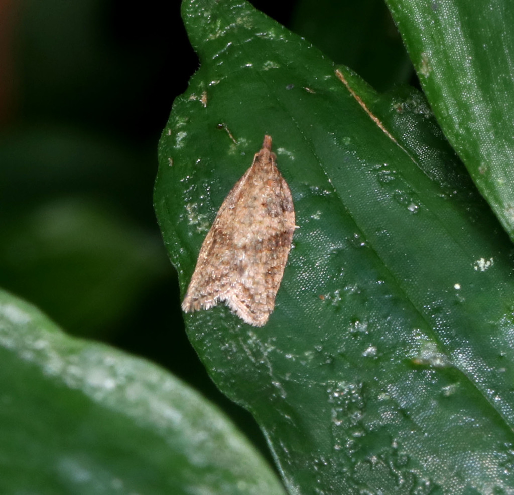 Archipini in September 2021 by juliegraham173 · iNaturalist