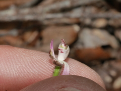 Caladenia minor
