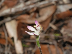 Caladenia minor