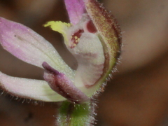 Caladenia minor