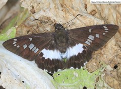 Satarupa nymphalis